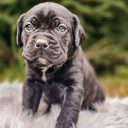 King - Black brindle male Cane Corso puppy in Kent, Washington from Grande Kennels