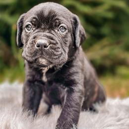 King - Black brindle male Cane Corso puppy in Kent, Washington from Grande Kennels