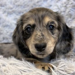 Confetti - Dapple female Dachshund puppy in Highland, California from BAES Teufelshunde