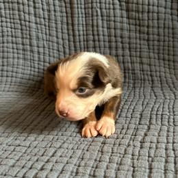 Chilli - Red tri-color female Australian Shepherd puppy in Hillsboro, Oregon from A&D Australian Shepherds