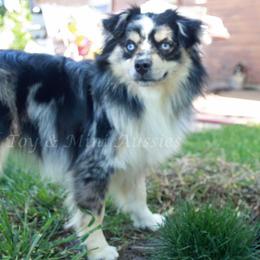 Tanya - Toy Australian Shepherd