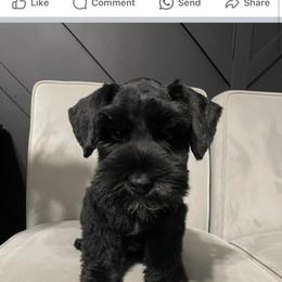 Miniature Schnauzer Puppies from JC miniature schnauzers