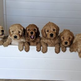 Australian Labradoodle Puppies from Loyal Heart Labradoodles