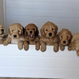Australian Labradoodle Puppies from Loyal Heart Labradoodles