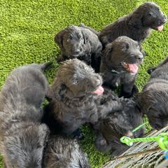 Assorted Doodle Crosses Puppies from Golden Mountain Doodles