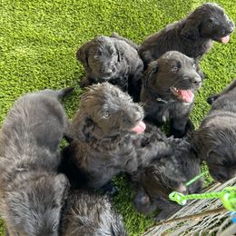 Assorted Doodle Crosses Puppies from Golden Mountain Doodles