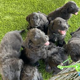 Assorted Doodle Crosses Puppies from Golden Mountain Doodles
