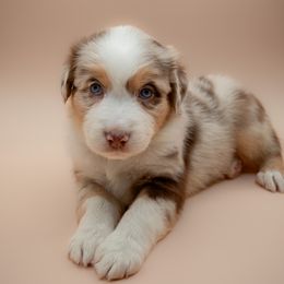 Australian Shepherd Puppies from 2 Happy Aussies