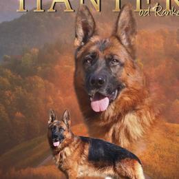 Hanter - German Shepherd