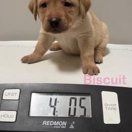 Biscuit - Yellow female Labrador Retriever puppy in Tigard, Oregon from Morrison Labrador Retreivers