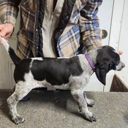 Purple Female - Blue ticked female Bluetick Coonhound puppy in Caneville, Kentucky from Bluegrass Blueticks (BGK)