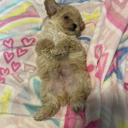 Tommy - Apricot male Poodle puppy in Gastonia, North Carolina from dynasty kennel