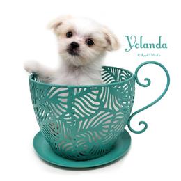 Yolanda - White female Mi-Ki puppy in Elizabeth, Colorado from Royal T Mi-Kis