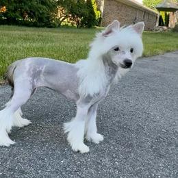 Dolly's White and Black Girl - White and black female Chinese Crested puppy in Lexington, Michigan from Affinity