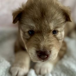 Siberian Husky Puppies from Southern Siberian Huskies of SW Florida