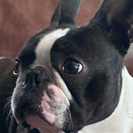 Niko - Boston Terrier