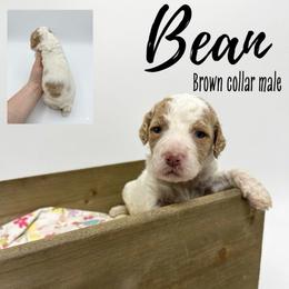 Bean - Parti male Goldendoodle puppy in Taylorsville, North Carolina from Doggone Dixie Doodles