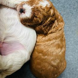 Shannon - female Cavapoochon puppy in Natural Bridge, Virginia from Rockbridge Puppies