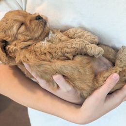 Goldendoodle Puppies from Rosie Doodles AZ