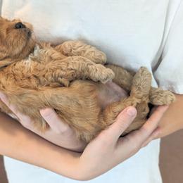 Goldendoodle Puppies from Rosie Doodles AZ