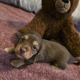 Miguel - Chocolate and cream male Dachshund puppy in Irving, Texas from DFW Dachshunds by G & S