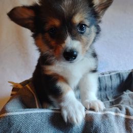 Purple collar - Black and tan female Pembroke Welsh Corgi puppy in Yelm, Washington from Tolbolton Creek Corgis