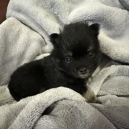Girl 3 - Pomeranian puppy from Lisa Greenhalgh