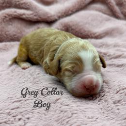 Buzz - Apricot male Australian Labradoodle puppy in Rhode Island from Highland Beach Labradoodles