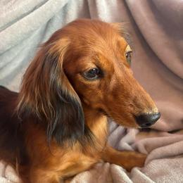 Fifi - Dachshund