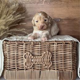 Purple Girl - Apricot female Goldendoodle puppy in Lowville, New York from DM Hilltop FURfamily