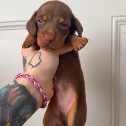 Boy 3 - Chocolate and tan male Dachshund puppy in Madison, Wisconsin from SK Miniature   Dachshunds