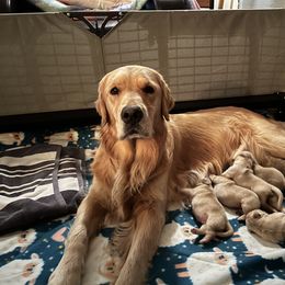 Golden Retriever Puppies from Golden Hour Golden Retrievers