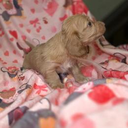 Moonflower - Cream female Dachshund puppy in Bristol, Tennessee from It's Mini Wieners Baby