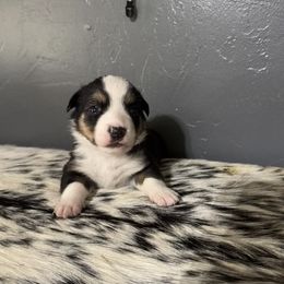 George - Black and tan male Companion Cross puppy in Post Falls, Idaho from Splootin’ around Corgi’s