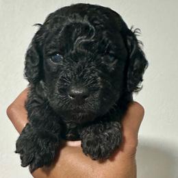 Taffy - Black female Cockapoo puppy in Palm Beach County, Florida from Benji’s Cockapoos