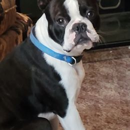 Boston Terriers from Tara's Boston Terriers