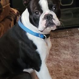Boston Terriers from Tara's Boston Terriers