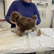 Boy 1 - Lowchen puppy in Rochester, New York from Ashford Kennel