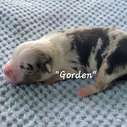 Gorden - Blue merle male Miniature Australian Shepherd puppy in Waxhaw, North Carolina from Cane Creek Aussies