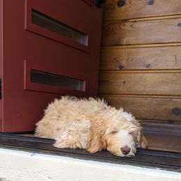Australian Labradoodle All Grown Up from Running Brook Doodles