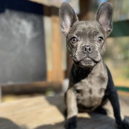 Diamond - Blue French Bulldog puppy in Jonesboro, Georgia from 24kt Frenchies