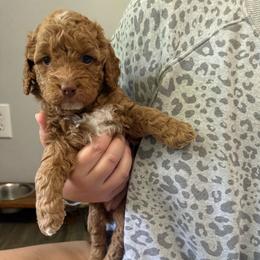 Cinnamon - Red and white female Cockapoo puppy in Dahlonega, Georgia from Loveable Cockapoos