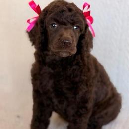 Funshine - Brown female Poodle puppy in Lavonia, Georgia from Peach Blossom Kennels