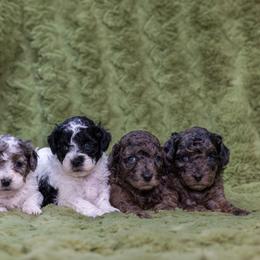 Poodle puppies from Miami Toy Poodles