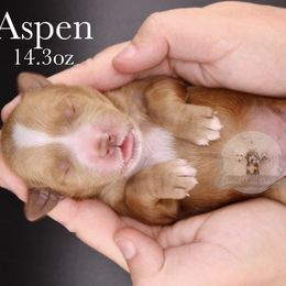 Aspen - Red  female Goldendoodle puppy in Comanche, Texas from Central Texas Doodles, LLC.