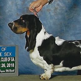 Ziggy - Basset Hound