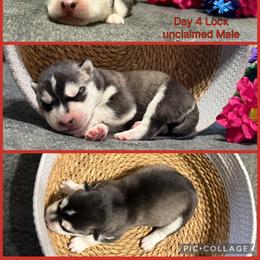 Lock - Black and white male Siberian Husky puppy in Canton, Ohio from Bleu Skies Siberian Huskies