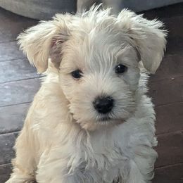 Miniature Schnauzers from Candi's Miniature Schnauzers