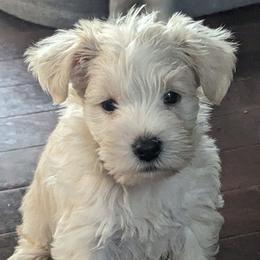 Miniature Schnauzers from Candi's Miniature Schnauzers