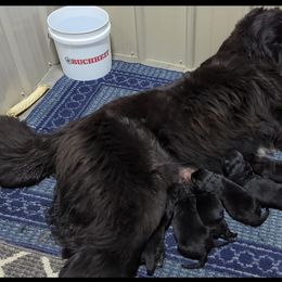 Mishka - Newfoundland